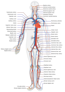 The Circulatory System